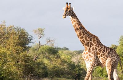 Premium Kenya & Southern Africa Highlights - 15 Days