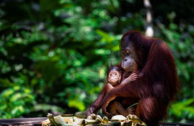 Borneo Premium Family Holiday - 9 Days