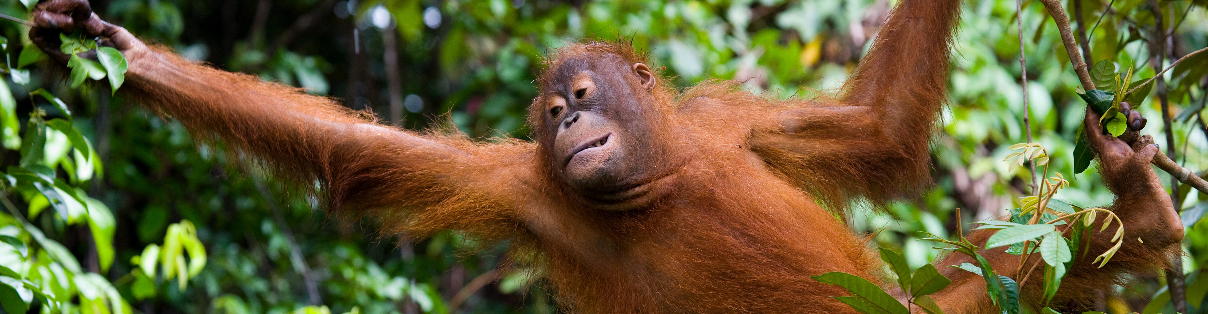 Borneo Family Holiday - 9 Days