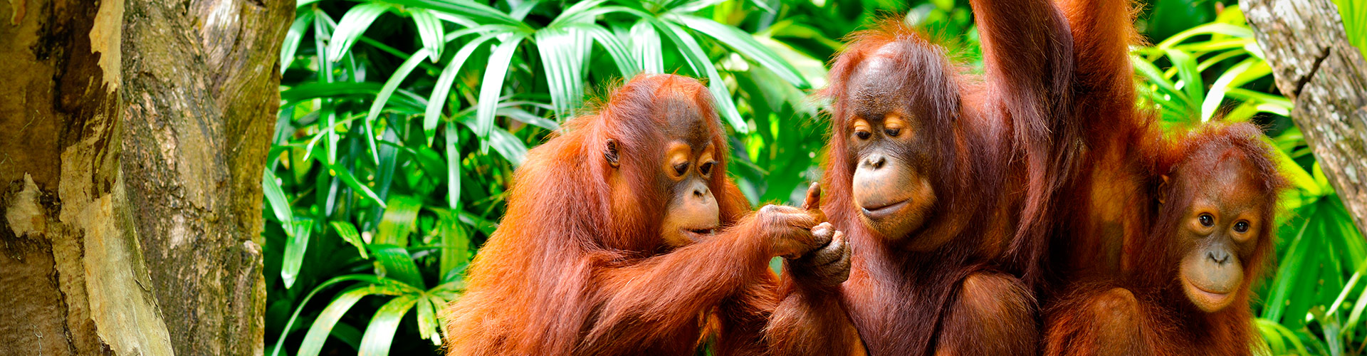 Borneo Family Holiday Comfort - 9 Days