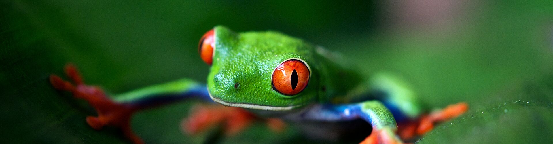 Best of Costa Rica Family Holiday - 14 Days
