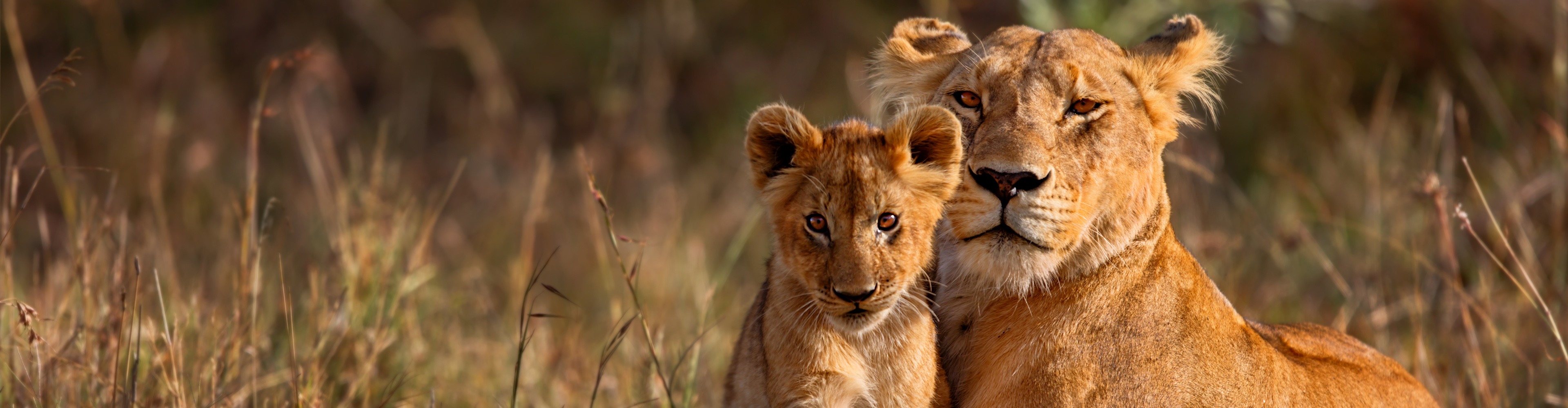 East Africa Family Safari Comfort - 10 Days