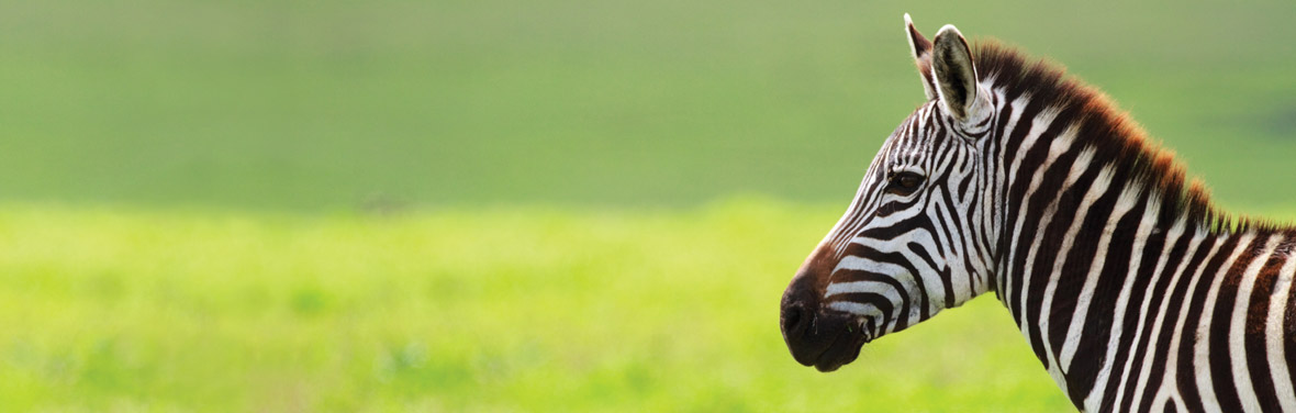 Tanzania Family Safari - 7 Days