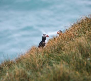Image 12