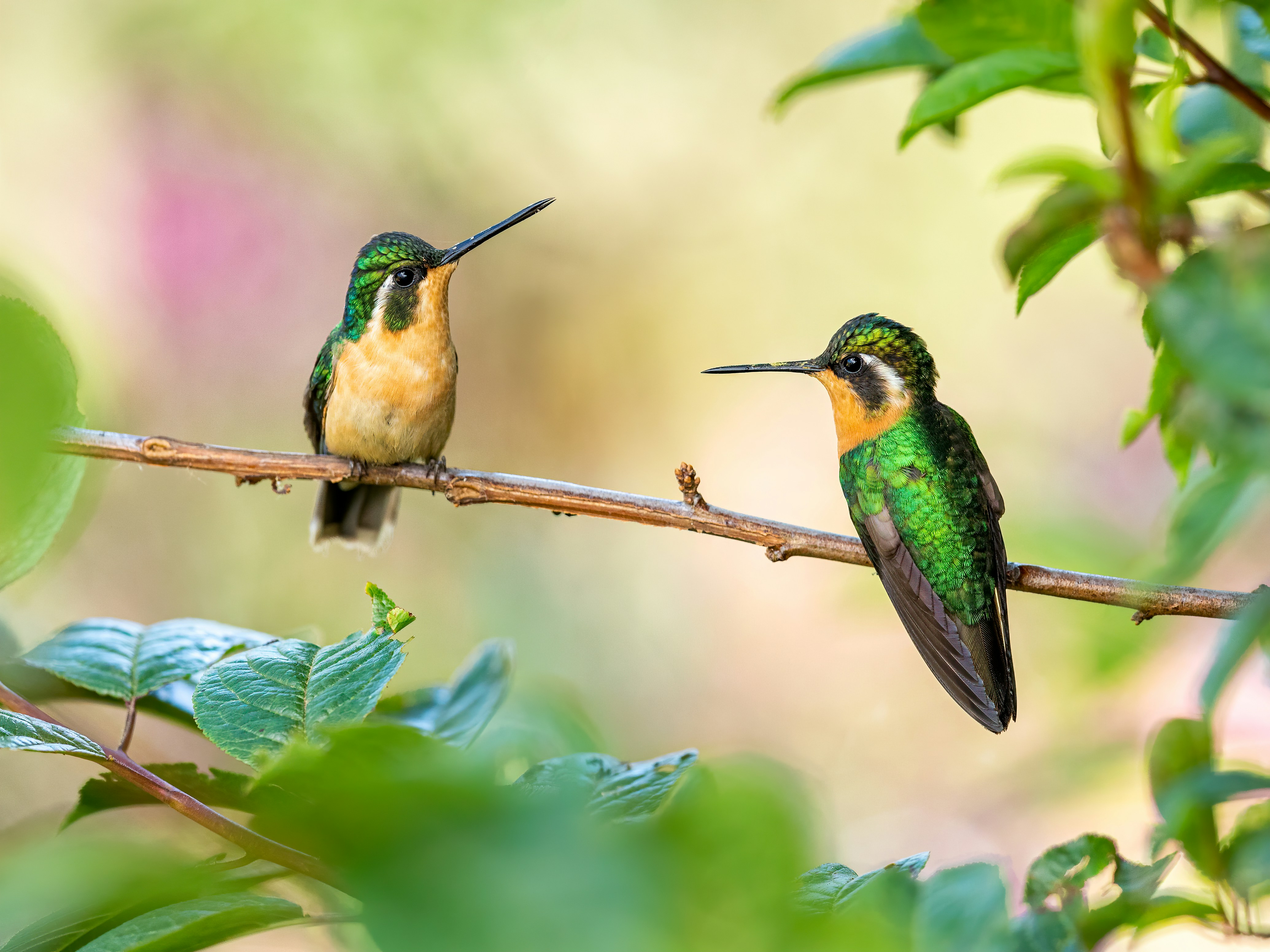 Costa Rica - Birdwatching in Paradise - 7 Days