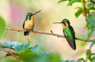 Costa Rica - Birdwatching in Paradise - 7 Days
