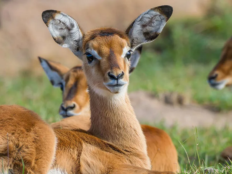 Upgraded - Highlights of Kenya & Tsavo 2026 - 12 Days