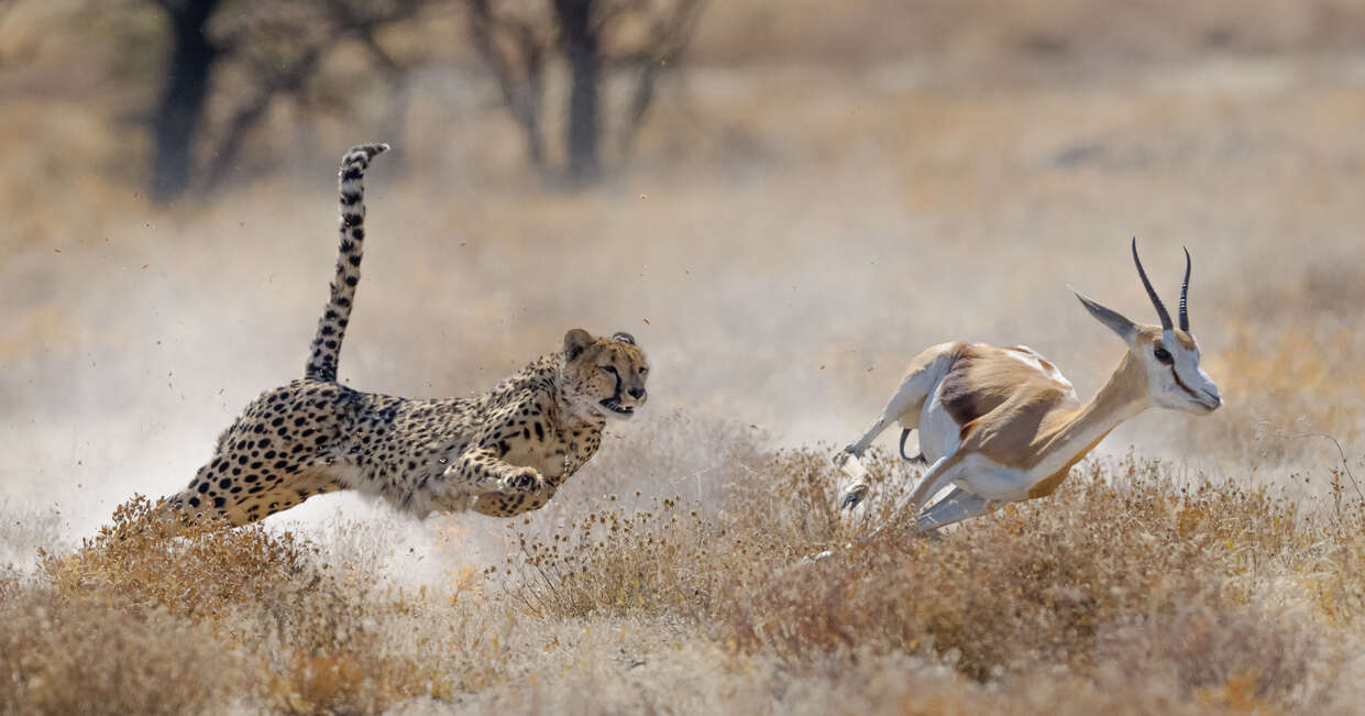 Upgraded - Highlights of Namibia - 14 Days