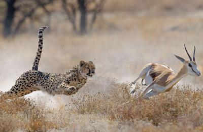 Upgraded - Highlights of Namibia - 14 Days