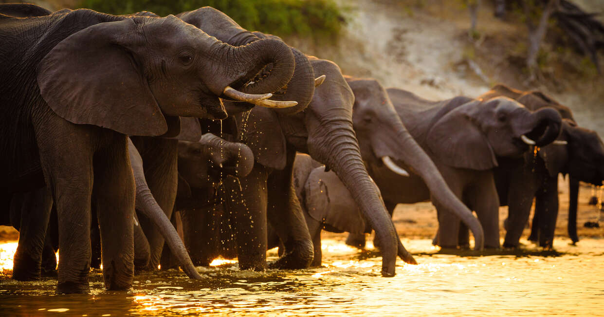 Upgraded - Botswana Wildlife Safari 2026 - 12 Days