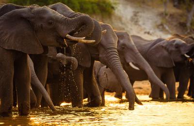 Upgraded - Botswana Wildlife Safari 2026 - 12 Days