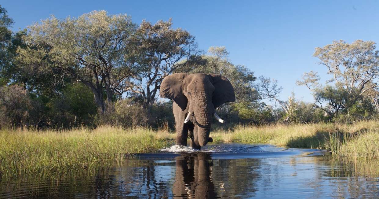 Family Botswana and Zimbabwe Safari Adventure - 12 Days