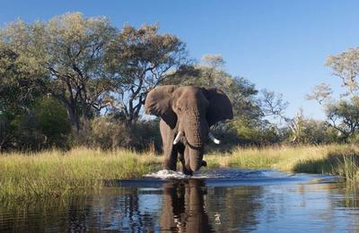 Family Botswana and Zimbabwe Safari Adventure - 12 Days