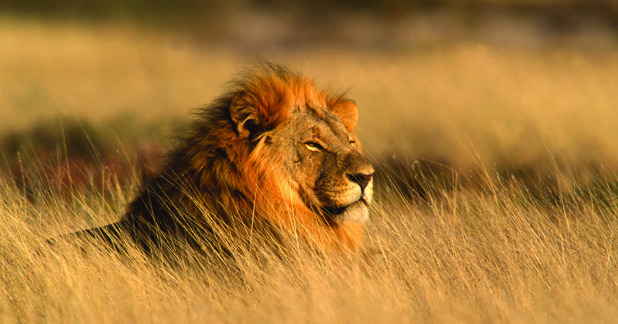 Family South Africa Safari and Beach Adventure 2026 - 13 Days