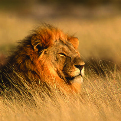 Family South Africa Safari and Beach Adventure 2026 - 13 Days