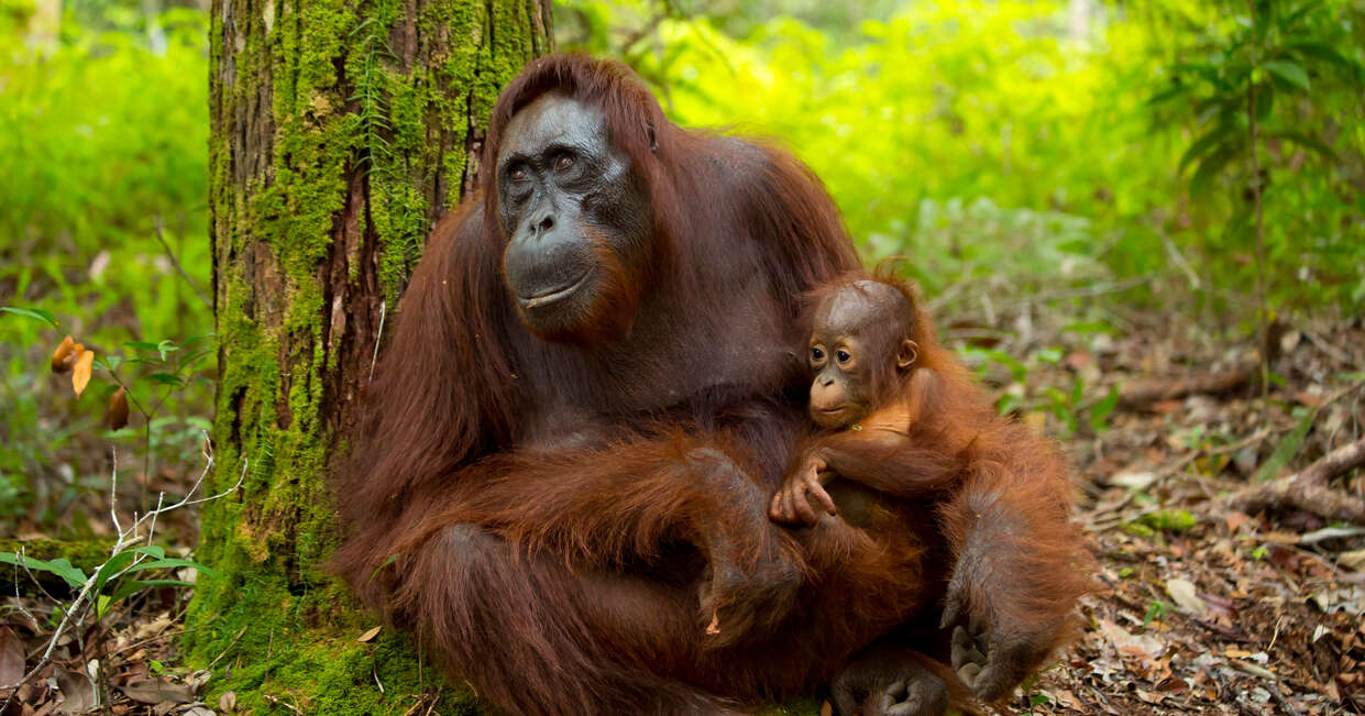 Family Borneo Wildlife Adventure 2026 - 9 Days