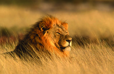Family South Africa Safari and Beach Adventure 2027 - 13 Days