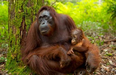 Family Borneo Wildlife Adventure 2027 - 9 Days