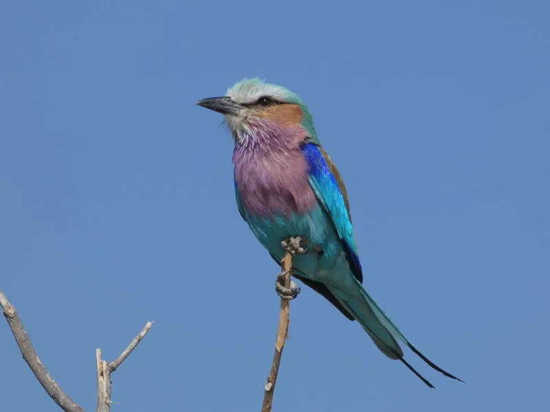 Upgraded - Botswana Wildlife Safari 2027 - 12 Days