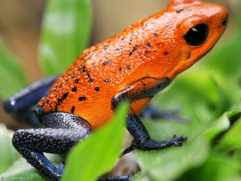 Family Costa Rica Rainforest and Wildlife Adventure 2027 - 14 Days