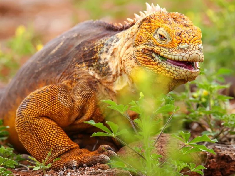 Family Ecuador & The Galapagos 2027 - 12 Days
