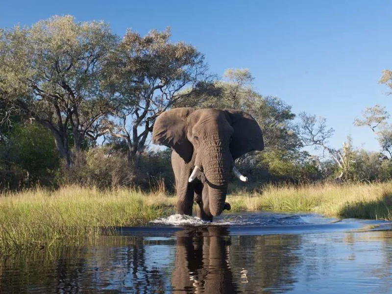 Family Botswana and Zimbabwe Safari Adventure 2027 NEW - 10 Days