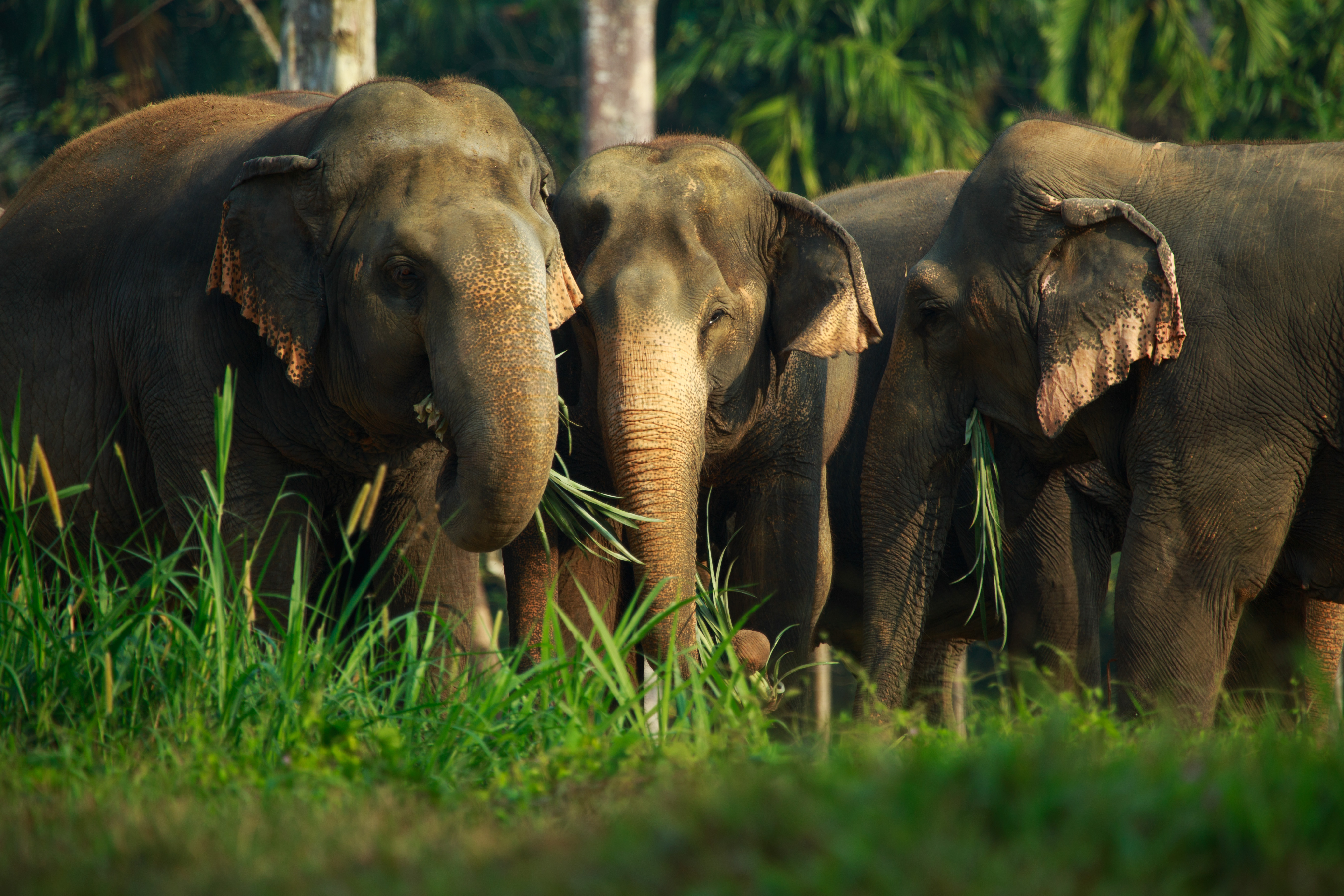 Elephant Hills Jungle Safari, Khao Sok - 3 Days
