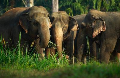 Elephant Hills Jungle Safari, Khao Sok - 3 Days