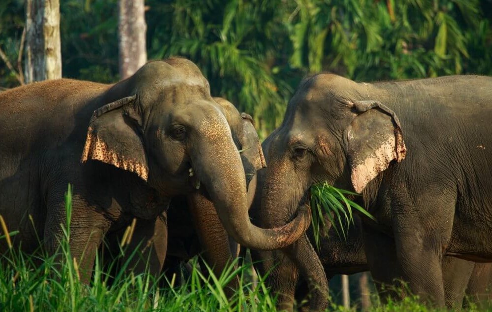 Jungle and Lake Camp Safari - 4 Days