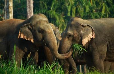 Jungle and Lake Camp Safari - 4 Days