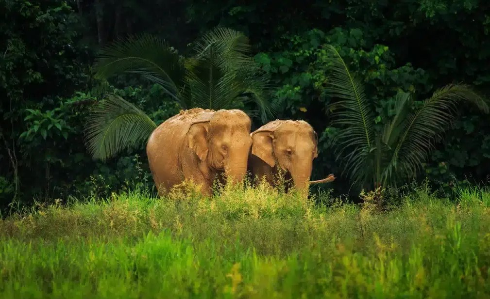 Elephant Hills Jungle Safari, Khao Sok - 2 Days