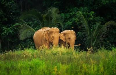 Elephant Hills Jungle Safari, Khao Sok - 2 Days