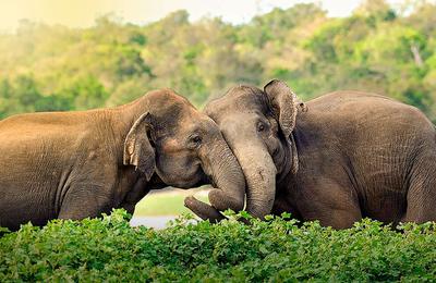 Sri Lanka: Family Safari & Beach 