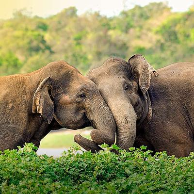 Sri Lanka: Family Safari & Beach 