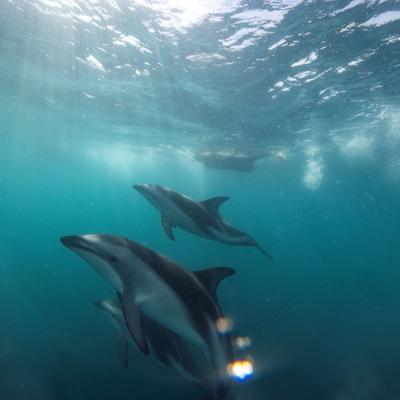 The Grand Kiwi Experience